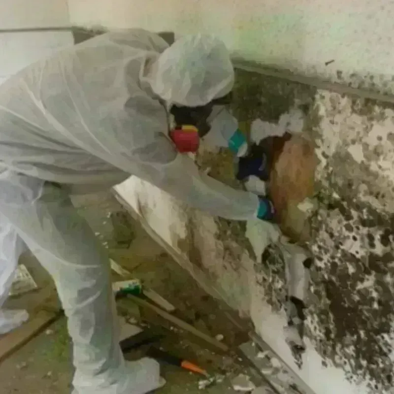 Mold Remediation and Removal in Goleta, CA